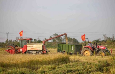 南水北調六安公司：齊心協(xié)力搶秋實 萬畝連產慶豐收