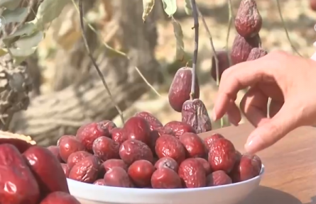 新疆和田地區(qū)：沙地甜果“撬動”大市場 特色產業(yè)富了百姓、美了鄉(xiāng)村
